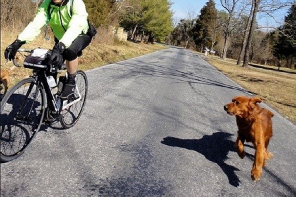 20210315 attualitàcani 02